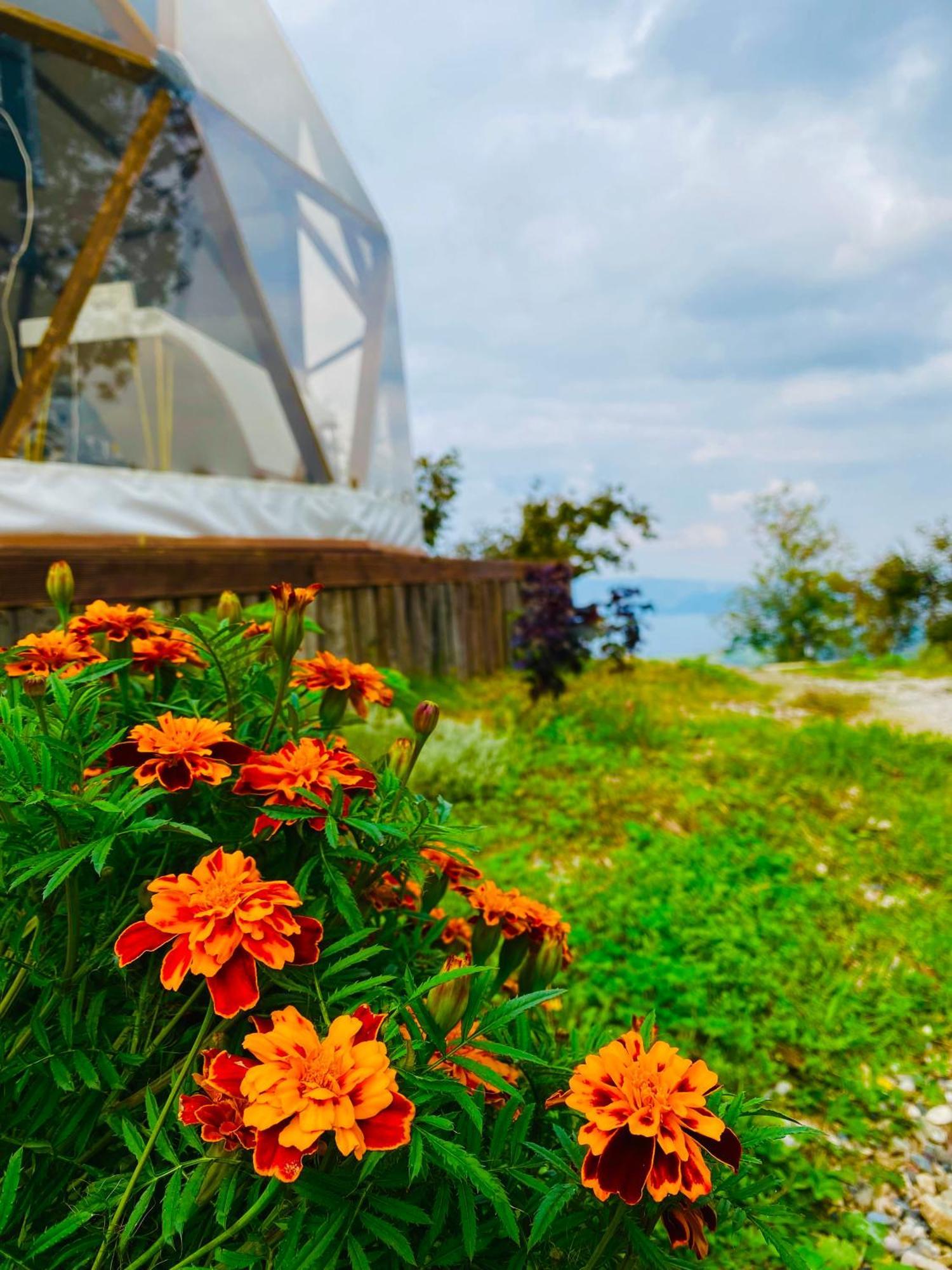Phalesia Glamping Otel Sapanca Zewnętrze zdjęcie